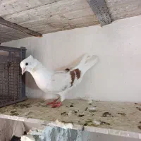 ماده نباتی درجه یک