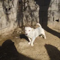 پاکوتا نر|سگ|سنگدوین, |دیوار