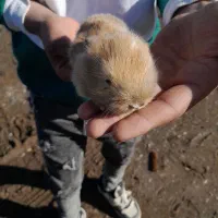 جوجه خرگوش|موش و خرگوش|گرگان, |دیوار