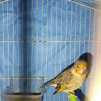 دورگ|لباس|کوهدشت, |دیوار