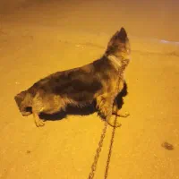 واگذاری سگ ژرمن|سگ|خرمآباد, |دیوار