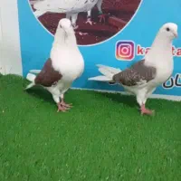 کفتر رنگی آس|پرنده|گالیکش, |دیوار