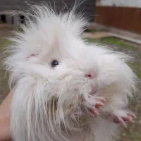 خوکچه هندی|موش و خرگوش|تولم شهر, |دیوار