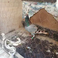 کفتر آلمانی