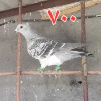 کبوتر