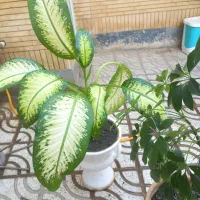 گل آپارتمانی|گل و گیاه طبیعی|نیشابور, شهرک رسولی|دیوار