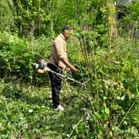 علف تراشی و قطع انواع درخت