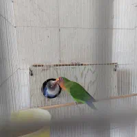 کوتوله جفت بازیگوش