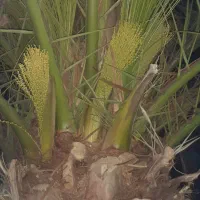 معاوضه یا فروش باغ قدیمی  خ صدرآبادبا ملک در قم