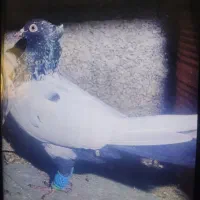 کبوتر سینه سیاه و سرخ|پرنده|ارطه, |دیوار