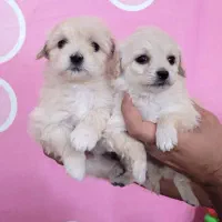 سگ پاپی پامر شیتزو کراس جیبی عروسکی|سگ|اصفهان, خانه اصفهان|دیوار