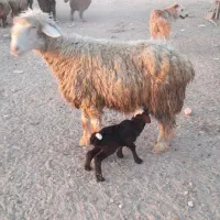 میش بره دار|حیوانات مزرعه|قیروکارزین, |دیوار