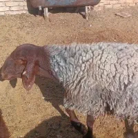 میش هترو|حیوانات مزرعه|مه ولات, |دیوار