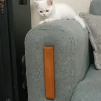 گربه نژاد بریتیش