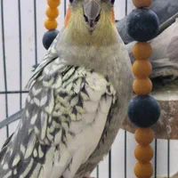 عروس گلباقالی ماده