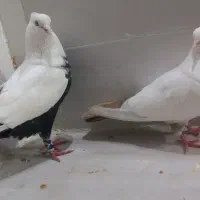 کبوتر دمبی