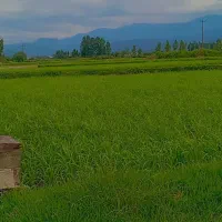 زمین-کشاورزی