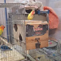 تعدادی کوتوله و فنچ|پرنده|اردکان, |دیوار