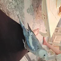 عروس هلندی وایت فیس|پرنده|اهواز, شهرک برق|دیوار