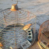 جوجه سهر قناری نر|پرنده|مبارکه, |دیوار