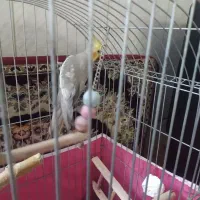 عروس هلندی نر دستی|پرنده|فولادشهر, B7|دیوار