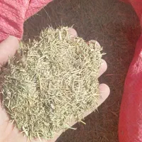 خارشتر سبز ونرم