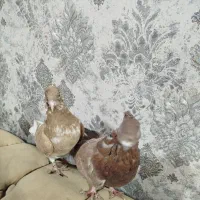 کبوتر ماده|پرنده|نوشین شهر, |دیوار