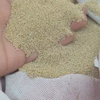 بذر اصلی درجه یک،توم