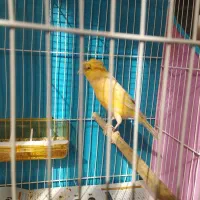 قناری ماده کوزه حاظر حاظر