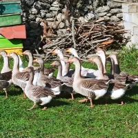 غاز محلی گرید A با بالاترین کیفیت ممکن|حیوانات مزرعه|شاندرمن, |دیوار