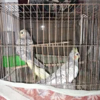 پرنده بازیگوش و رام|پرنده|رودان, |دیوار
