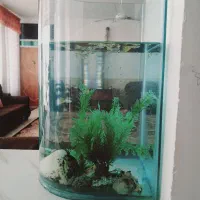 آکواریوم شیشه خم همراه با ماهی گوپی