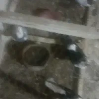 کفتر پرشی