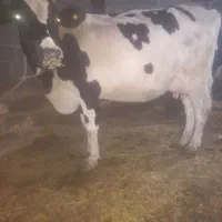 گاو پر شیر باگوساله سیمینتال نر بزرگ|حیوانات مزرعه|ماهنشان, |دیوار