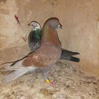 سه تا تهرونی بلند هوا بازیکون