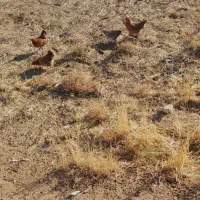 مرغ وغروس محلی|حیوانات مزرعه|طرهان, |دیوار