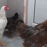 جوجه‌مرغ، مرغ و خروس محلی|حیوانات مزرعه|قم, چهل درخت‎|دیوار