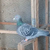 جفت کبوتر مسافتی|پرنده|زهک, |دیوار