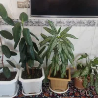 فروش 4 تا گل|گل و گیاه طبیعی|جوانرود, |دیوار