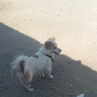 واگذاری سگ درشت سراب آلابای افغانی نگهبانی|سگ|تهران, جوادیه|دیوار