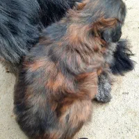 واگزاری سگ شیتزو|سگ|رشت, احمد گوراب|دیوار