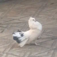 کبوتر دم چتری امریکایی سینه لرزون نر معاوضه با زاغ