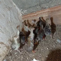 تعدادی جوجه بوقلمون سنگین وزن و شاخک