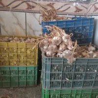 سیر بذری|خدمات باغبانی و درختکاری|خان ببین, |دیوار