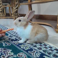 خرگوش مینیاتوری بازی گوش