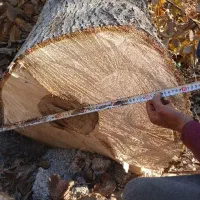 چوب گردو  قطره ۳۰ تا ۹۰