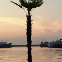 انواع گیاهان آپارتمانی و محوطه(مقاوم به گرما)