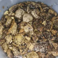 عسل وحشی|خوردنی و آشامیدنی|داراب, |دیوار