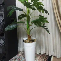 درختچه برگ انجیری مصنوعی|گل مصنوعی|بروجرد, |دیوار