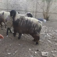 بره|حیوانات مزرعه|شاهین‌شهر, مورچه خورت|دیوار